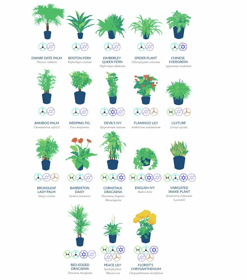 air filtering house plants