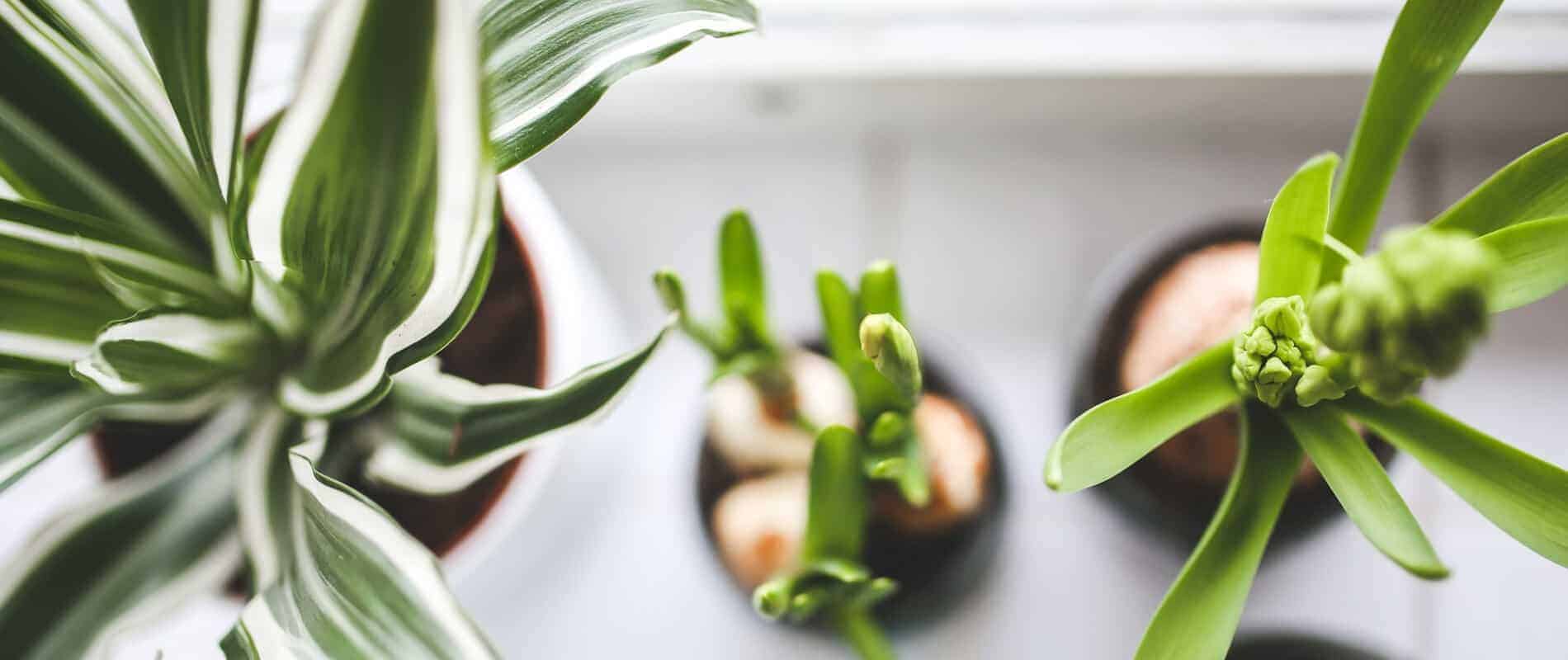 air purifying plants