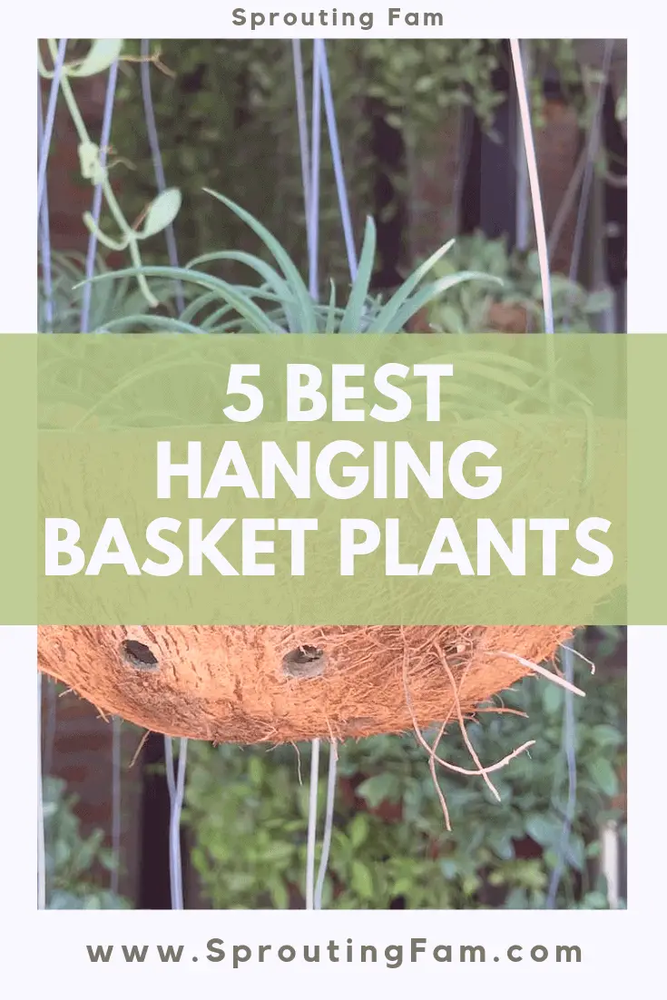 5 Easy To Grow Hanging Basket Plants (Herbs, Flowers, Succulents)