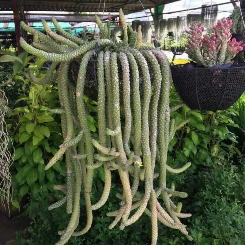 5 Easy To Grow Hanging Basket Plants (Herbs, Flowers, Succulents)