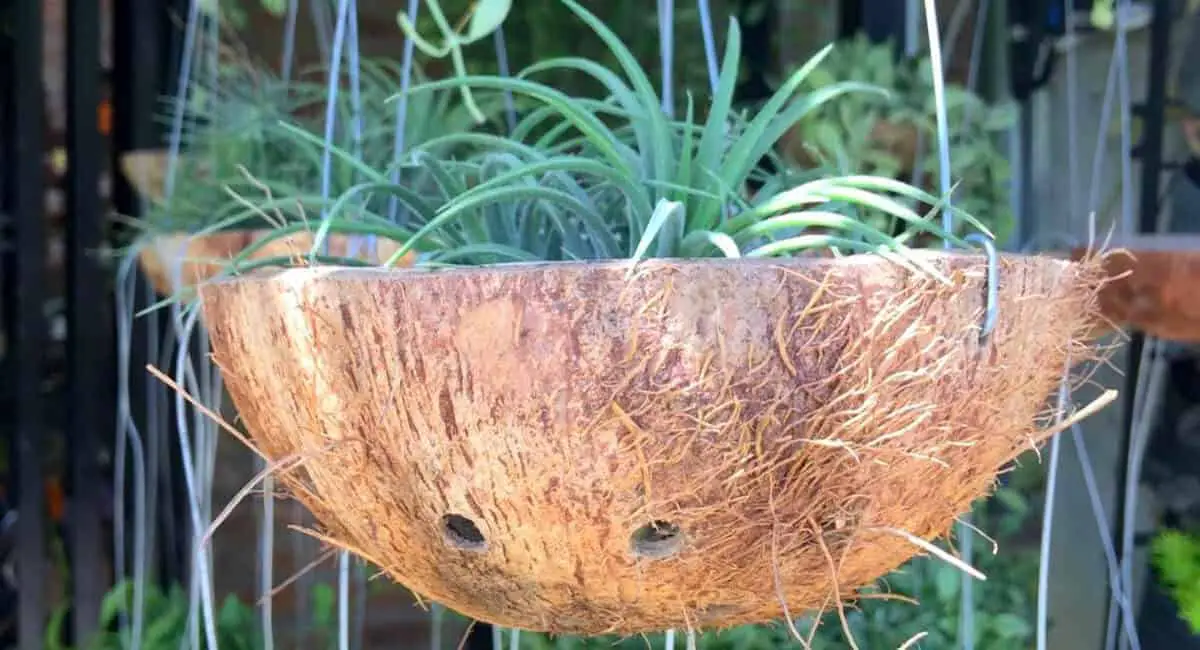 hanging basket plants