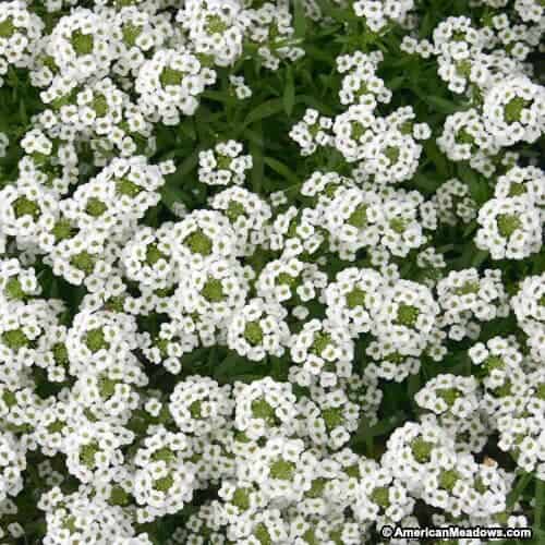 sweet alyssum