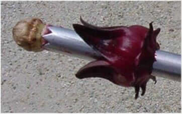 DeseedPod Tool For Roselle Plant
