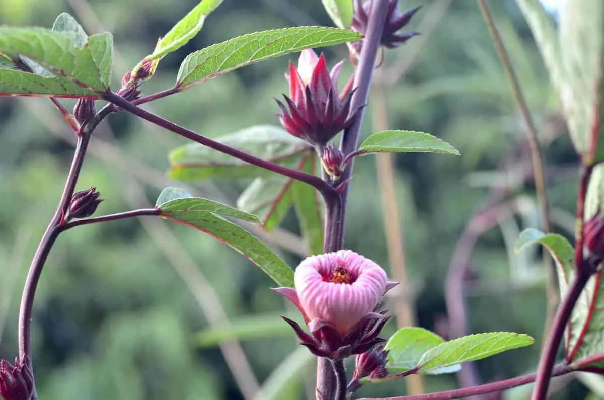 baby hibiscus flowers