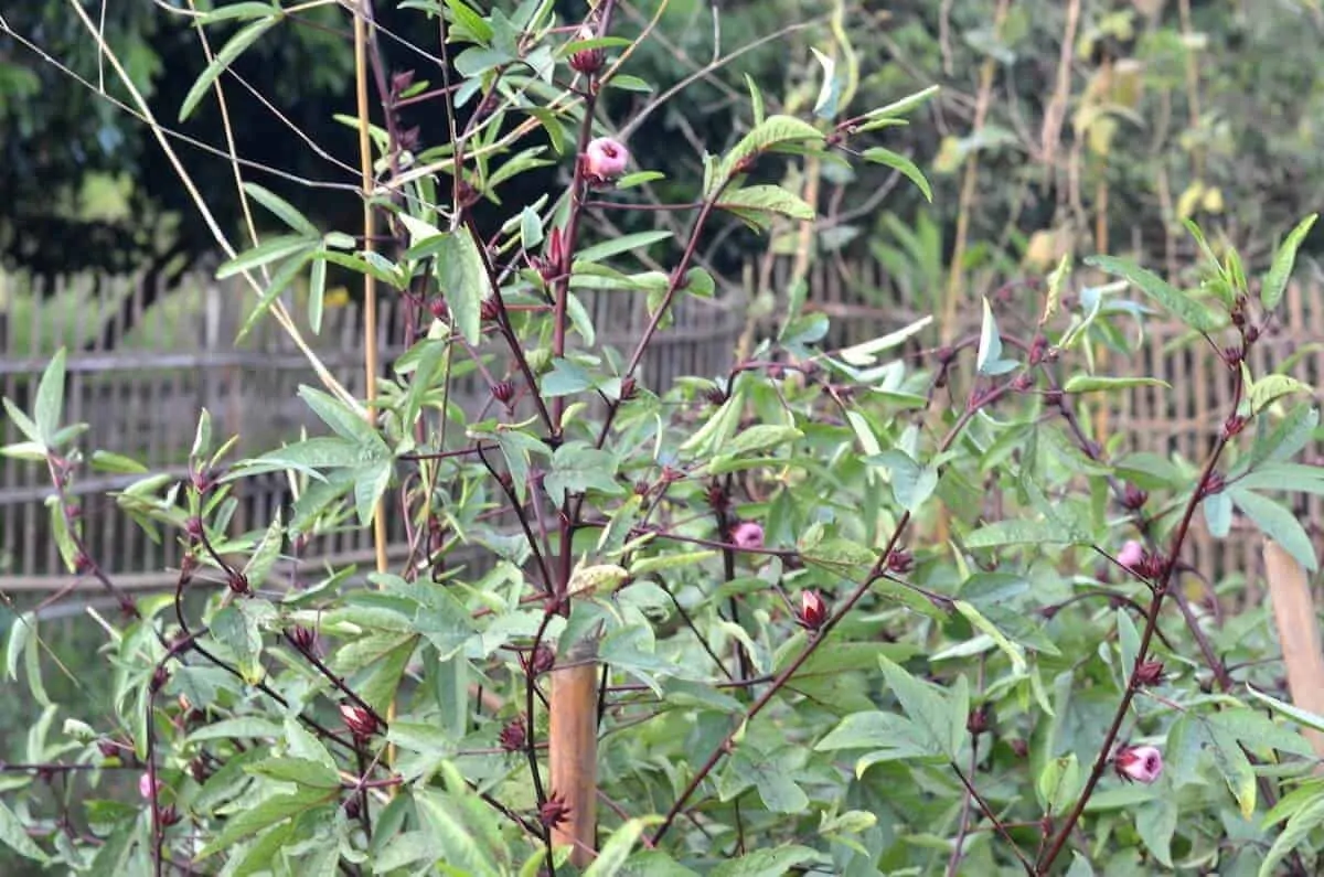 農場で育ったローゼル植物