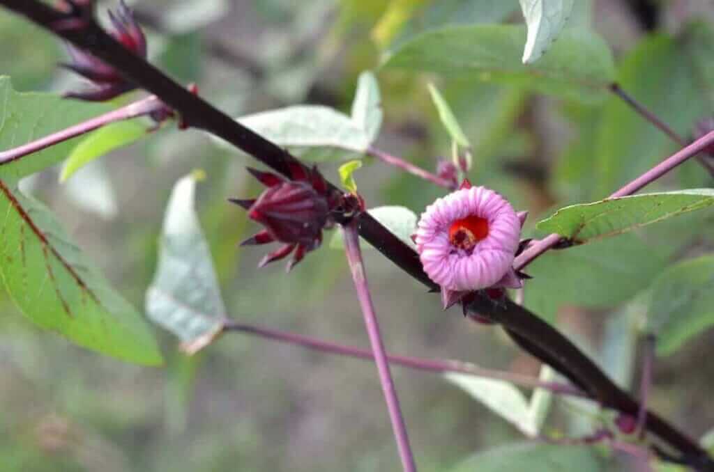 Roselle plant