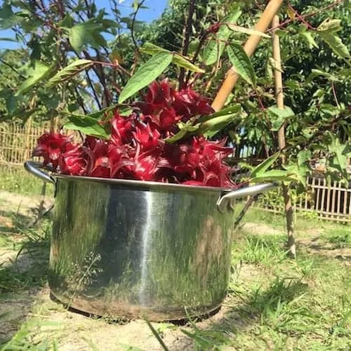 roselle pianta fiori (calici) appena raccolti 