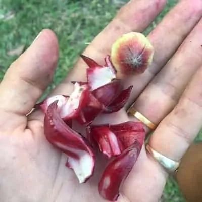 Rosella te recept kräver avlägsnande av seedpods