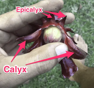 Roselle blomma Calyx och Epicalyx 