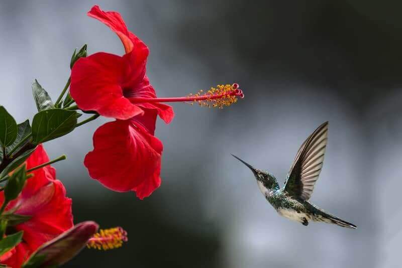 hibiscus te blomst 