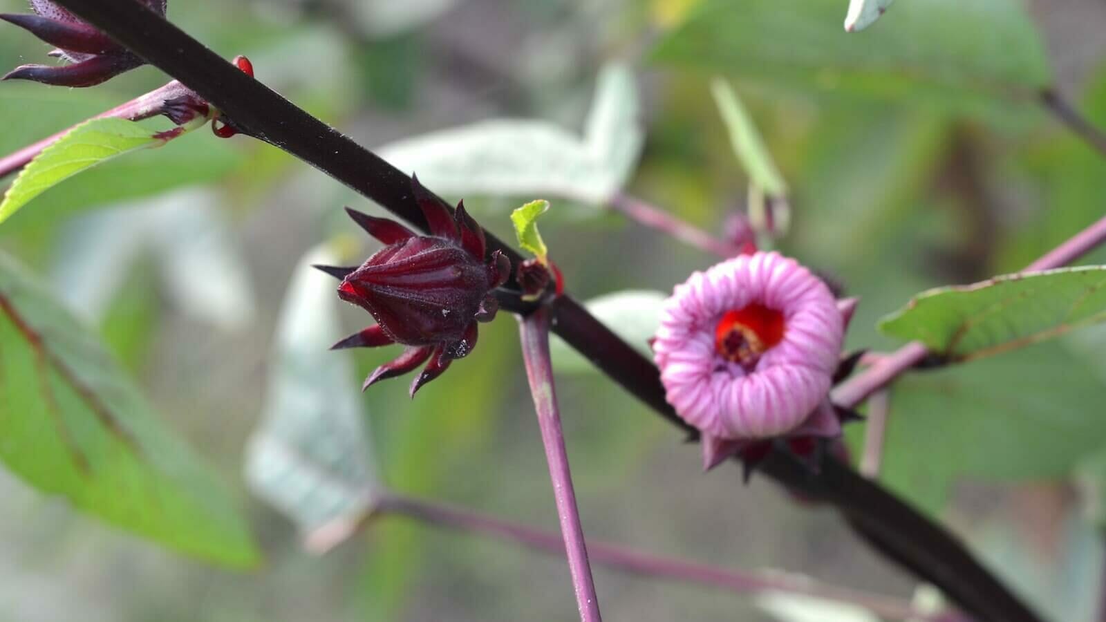 Roselle Juice Recipe From Fresh Roselle Flowers Hibiscus Tea