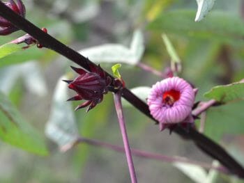 roselle juice recipe