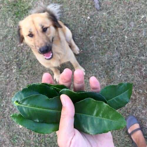 Kaffir lime leaf