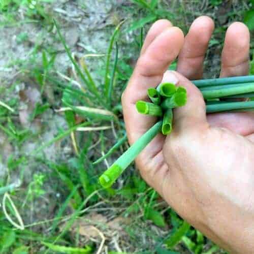 green onion