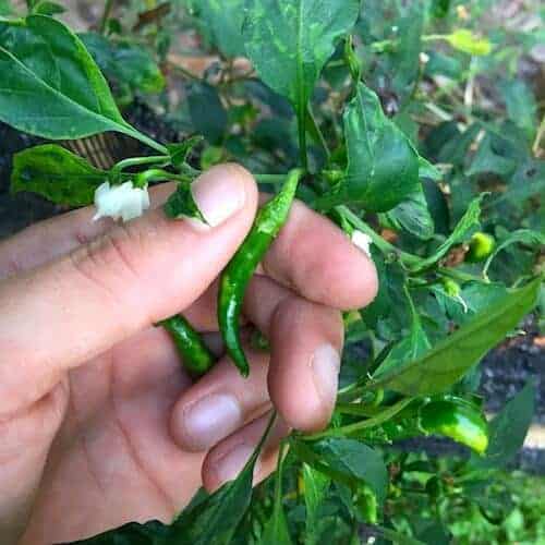 Thai chili peppers