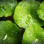 fermented plant juice fpj