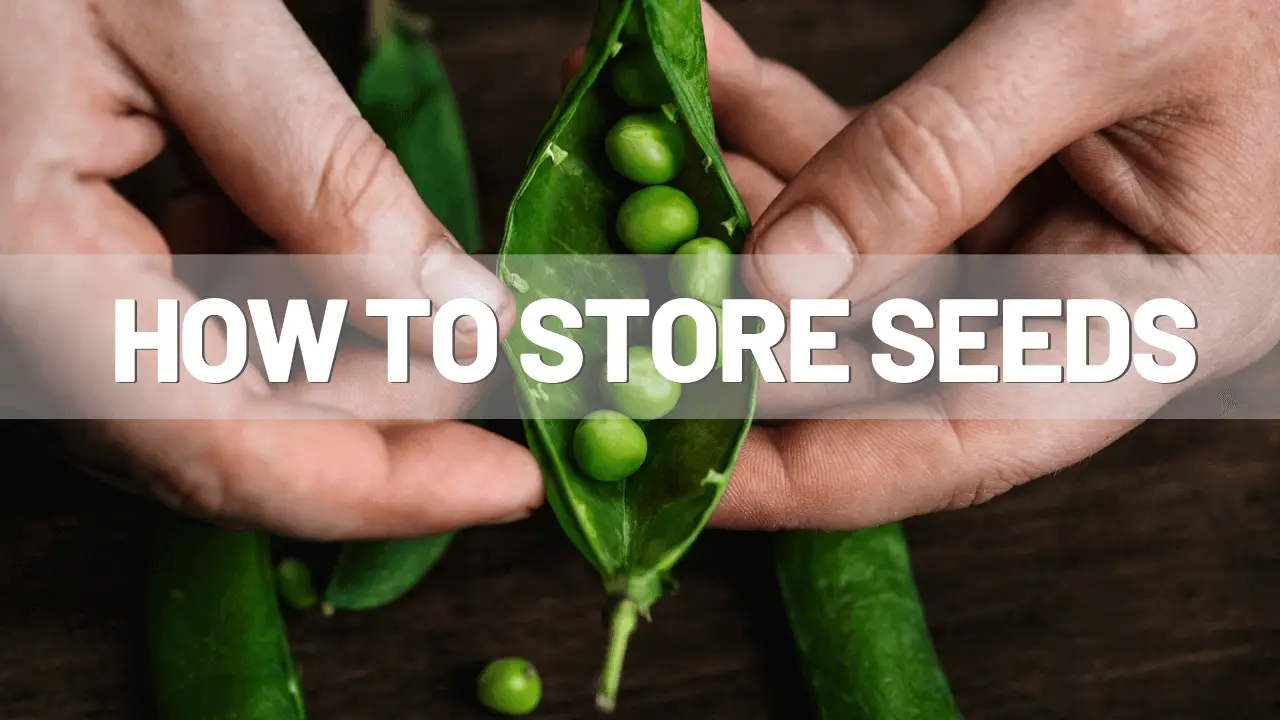 Seed Storage 101: How To Save Seeds Safely Long Term | Sprouting Fam