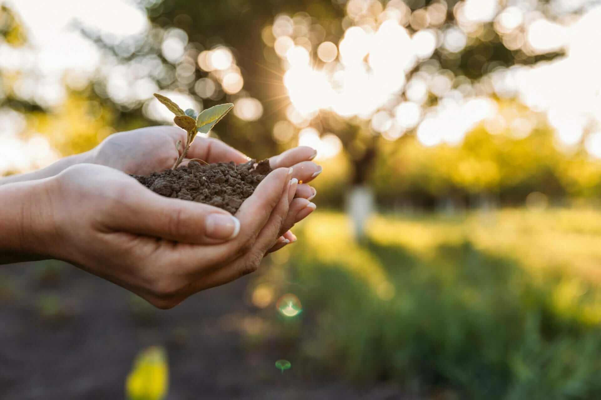 dirt to soil