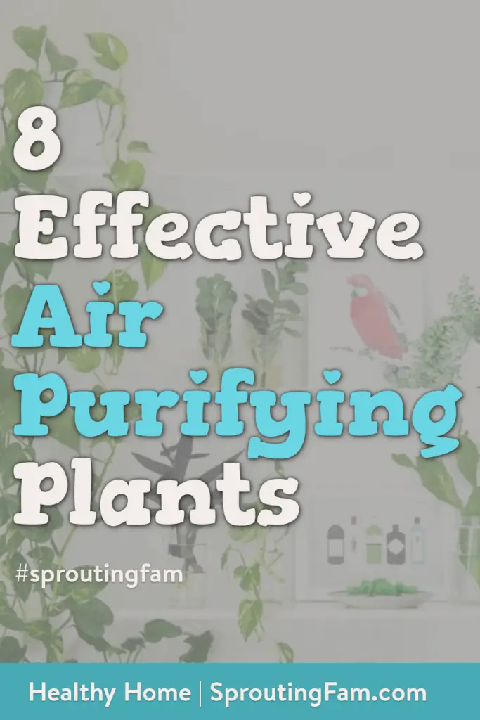 air purifying plants