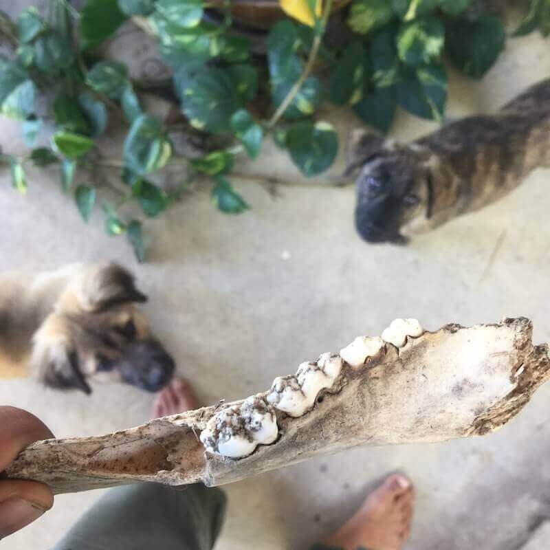 Choco and oreo after Parvo Virus