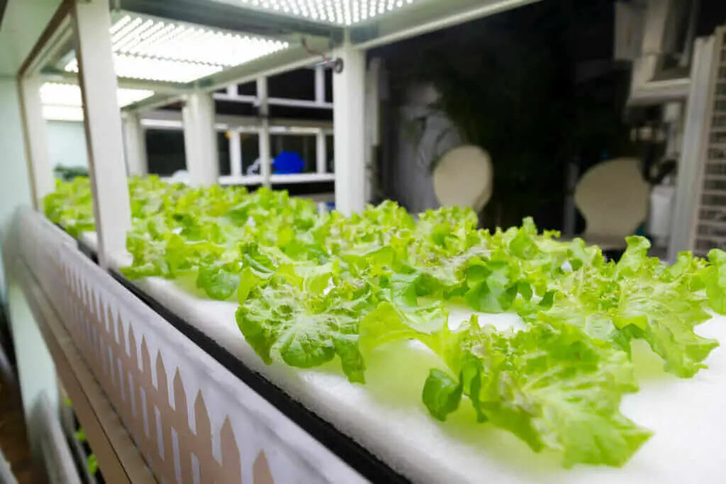 diy aquaponics system farming