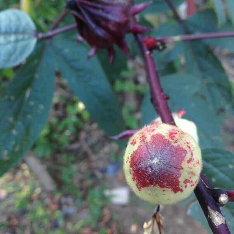  recette de jus de roselle avec du calice frais et nous avons laissé des gousses de graines sur la tige 